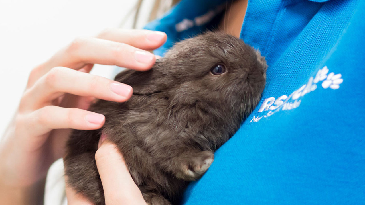 7 THINGS TO CONSIDER WHEN ADOPTING A RABBIT