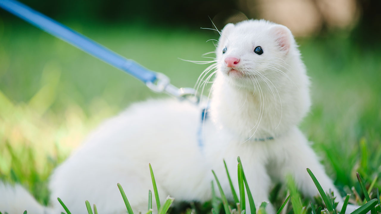 HOW TO CARE FOR YOUR FERRET