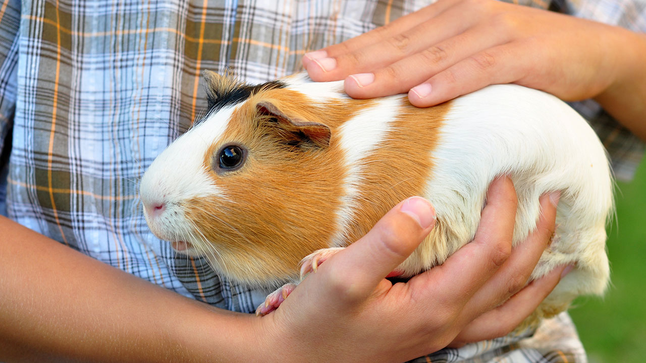 HOW TO CARE FOR YOUR GUINEA PIG