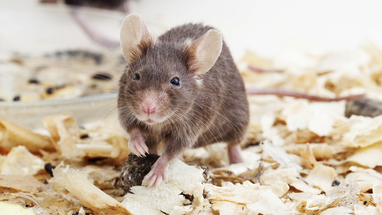 HOW TO CARE FOR YOUR PET MOUSE