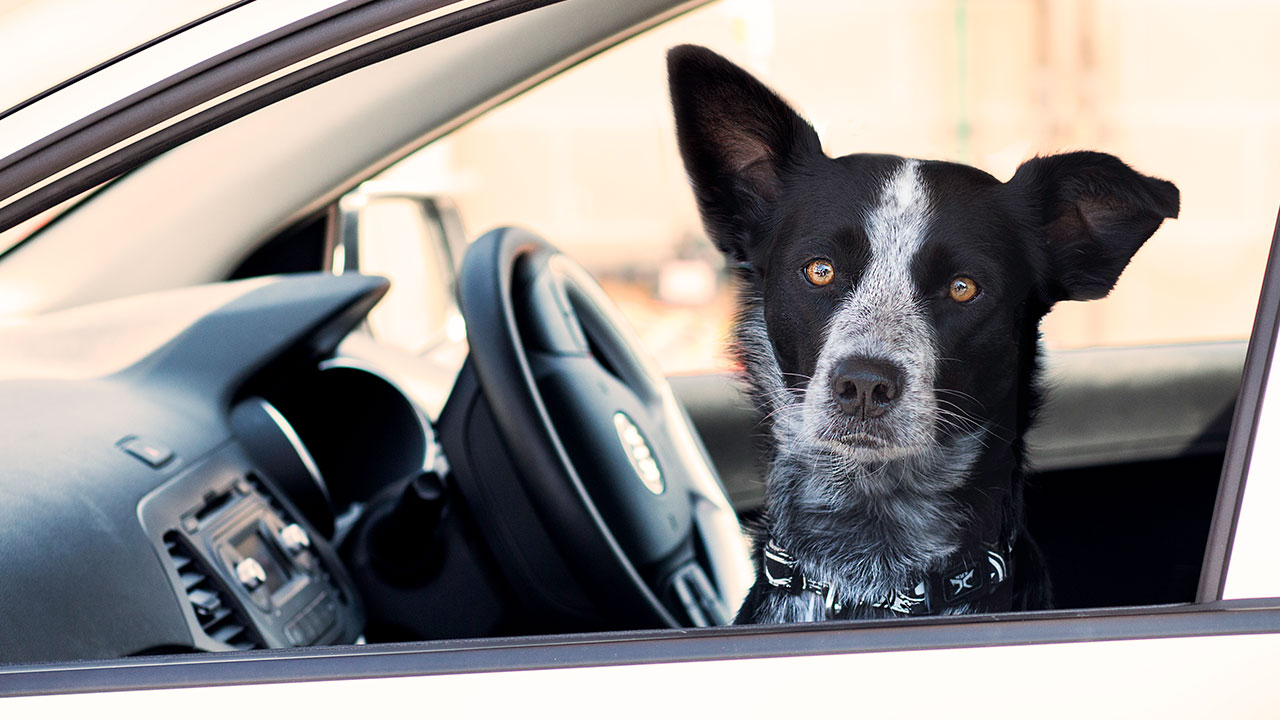 IT ONLY TAKES SIX MINUTES FOR A DOG TO DIE IN A HOT CAR