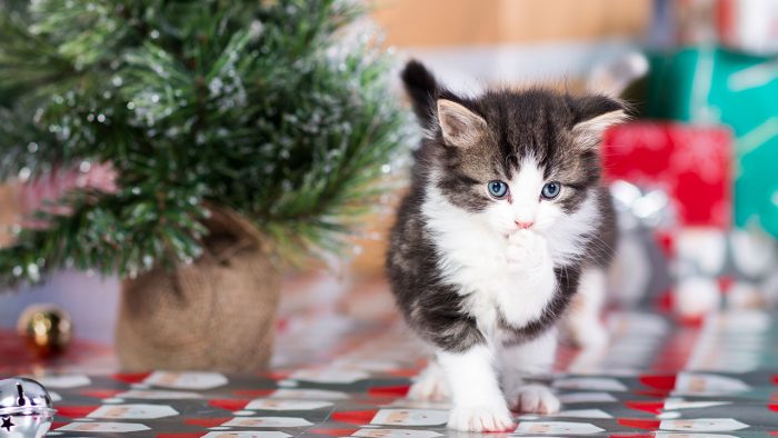 RSPCA NSW encourages pet owners to keep the welfare of their furry friends front of mind this festive season. 