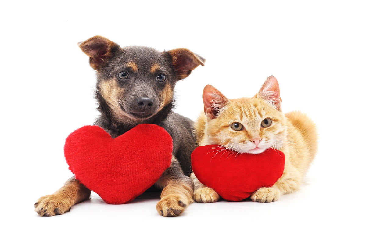 Valentine's day pet hazards