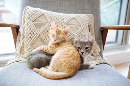 kittens covid19 adoptions